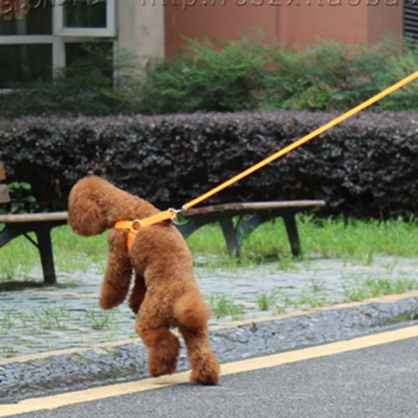 chest harness led pet dog glow flashing light-up night safety for dogs pets ac889 collars & leashes
chest harness led pet dog glow flashing light-up night safety for dogs pets ac889 collars & leashes