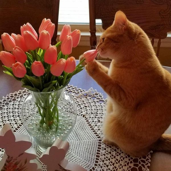 decorative flowers & wreaths 10pcs tulip artificial flower real touch bouquet fake for wedding garen decoration ins shooting props
decorative flowers & wreaths 10pcs tulip artificial flower real touch bouquet fake for wedding garen decoration ins shooting props