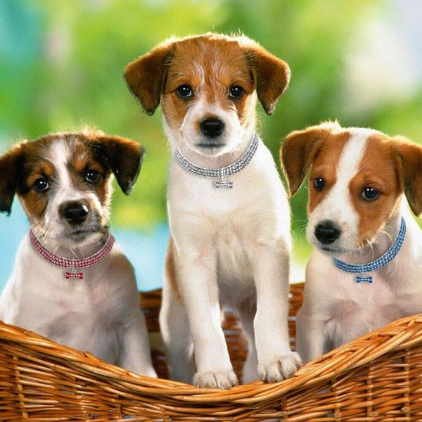 dog apparel pet cats dogs puppy collar cute dazzling elegant fancy rhinestone bone-shaped pendant jeweled ac889
dog apparel pet cats dogs puppy collar cute dazzling elegant fancy rhinestone bone-shaped pendant jeweled ac889