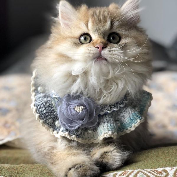 cat collars & leads hand made pet collar bib pearl jewelry supplies accessories dog small
cat collars & leads hand made pet collar bib pearl jewelry supplies accessories dog small