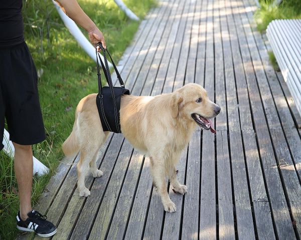 dog collars & leashes lift support harness auxiliary lifting belt for canine aid older or paralyzed disabled
dog collars & leashes lift support harness auxiliary lifting belt for canine aid older or paralyzed disabled