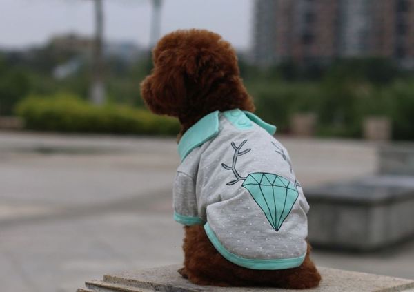 defeng pet products summer wear thin cotton t-shirt tea cup dog milk clothes 
defeng pet products summer wear thin cotton t-shirt tea cup dog milk clothes