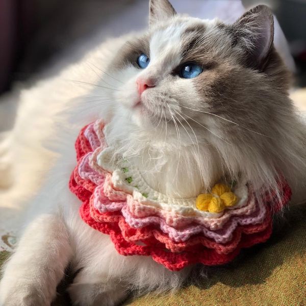 cat collars & leads hand crocheted pet collar cute rainbow bib supplies accessories small dog
cat collars & leads hand crocheted pet collar cute rainbow bib supplies accessories small dog