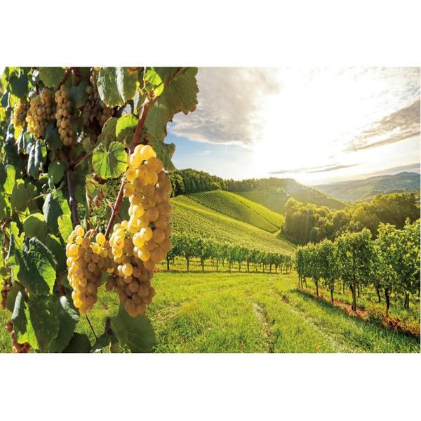 party decoration natural scenery backdrop grapes on the farm estate pography background decor born wedding po booth prop
party decoration natural scenery backdrop grapes on the farm estate pography background decor born wedding po booth prop