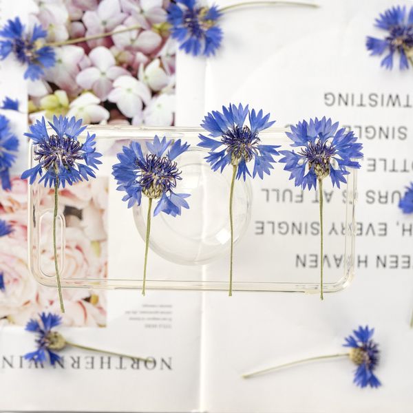 cornflower with branch flower real material bag plant specimen dry bookmark face decoration festival gift design
cornflower with branch flower real material bag plant specimen dry bookmark face decoration festival gift design