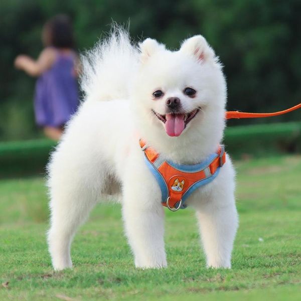 dog collars & leashes lightweight 1 set useful comfortable pet harness vest walking leash convenient collar breathable supplies
dog collars & leashes lightweight 1 set useful comfortable pet harness vest walking leash convenient collar breathable supplies