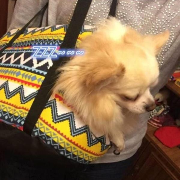 dog car seat covers female retro pet bag out portable shoulder fashion women's handbags
dog car seat covers female retro pet bag out portable shoulder fashion women's handbags