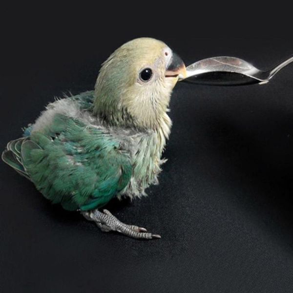 other bird supplies 1 pc baby pointed feeding spoon stainless steel milk parrot feeder for all peony cockatiel
other bird supplies 1 pc baby pointed feeding spoon stainless steel milk parrot feeder for all peony cockatiel