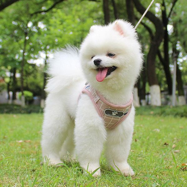 dog collars & leashes vest no-pull cat harness reflective adjustable small medium mesh jacket pet chest strap durable supplies
dog collars & leashes vest no-pull cat harness reflective adjustable small medium mesh jacket pet chest strap durable supplies