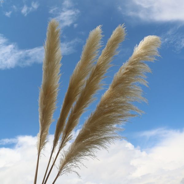 5pcs/set 120cm pampas grass extra large natural white dried flowers bouquet fluffy for boho vintage style home decor wedding accessories
5pcs/set 120cm pampas grass extra large natural white dried flowers bouquet fluffy for boho vintage style home decor wedding accessories