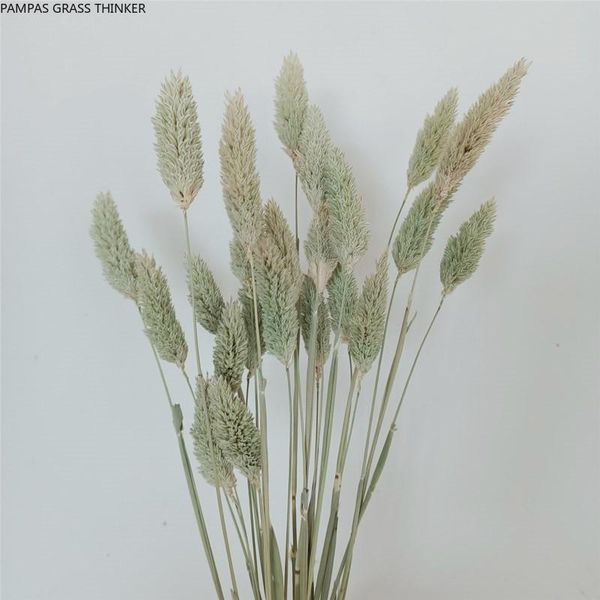 30pcs dried gem grass phalaris flower bouquets color for weeding home decoration eternal pography props decorative flowers & wreaths
30pcs dried gem grass phalaris flower bouquets color for weeding home decoration eternal pography props decorative flowers & wreaths