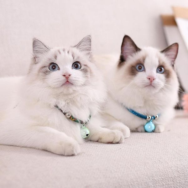 dog collars & leashes 2021 arrival metal collar necklace puppy cat with cute bell for small pet supplies
dog collars & leashes 2021 arrival metal collar necklace puppy cat with cute bell for small pet supplies
