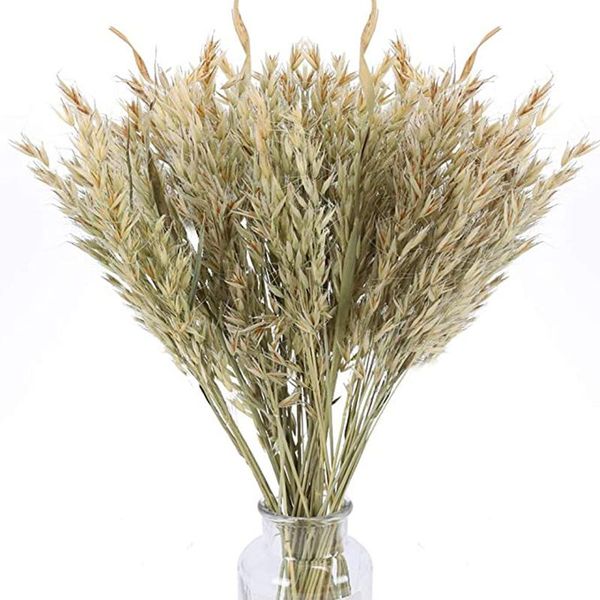 decorative flowers & wreaths wheat flower decoration natural pampas oat grass real dried for wedding room party diy craft shoot props mall h
decorative flowers & wreaths wheat flower decoration natural pampas oat grass real dried for wedding room party diy craft shoot props mall h