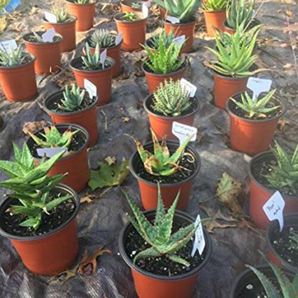 planters & pots 100 pieces of garden label t-shaped gardening plant classification sorting signs durable waterproof
planters & pots 100 pieces of garden label t-shaped gardening plant classification sorting signs durable waterproof