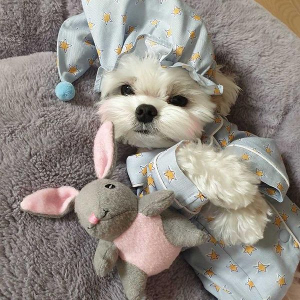 korean spring thin cute blue star pajamas suit dog home service pet clothes with hat apparel
korean spring thin cute blue star pajamas suit dog home service pet clothes with hat apparel