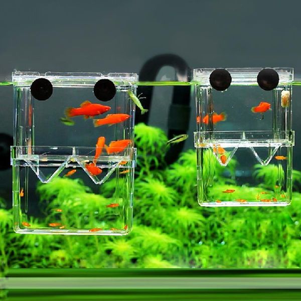 aquariums aquarium acrylic double layer floating incubator fish bowl breeding hatchery isolation for guppy betta
aquariums aquarium acrylic double layer floating incubator fish bowl breeding hatchery isolation for guppy betta