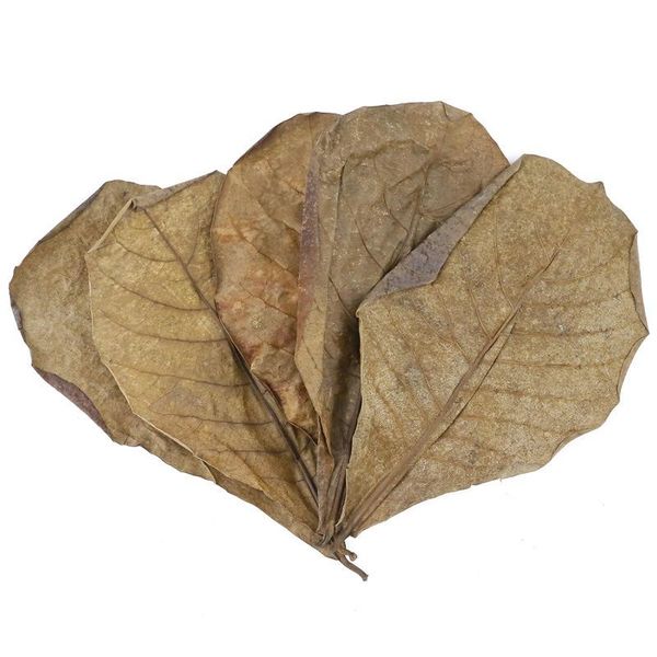 decorations 50pcs natural terminalia leaves aquarium decoration fish tank cleaning tools water treatment accessories
decorations 50pcs natural terminalia leaves aquarium decoration fish tank cleaning tools water treatment accessories
