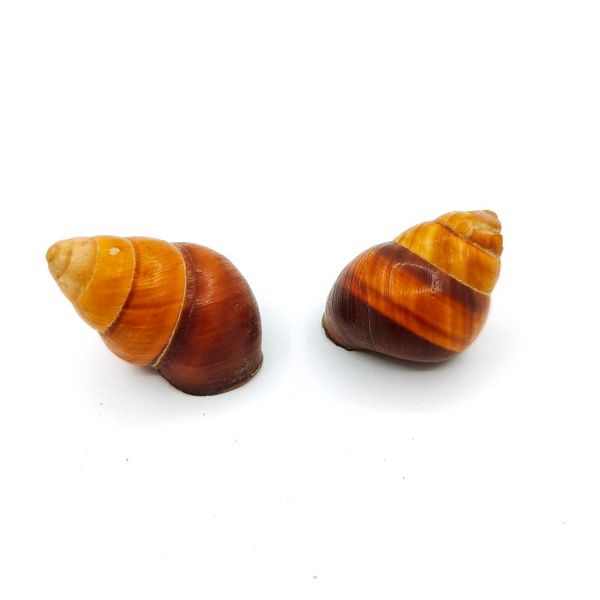 novelty items 2 pcs natural snail shell chocolate color kids toys home decoration pography props
novelty items 2 pcs natural snail shell chocolate color kids toys home decoration pography props