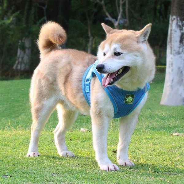 dog collars & leashes leash teddy small and medium-sized vest type reflective chest strap pet supplies
dog collars & leashes leash teddy small and medium-sized vest type reflective chest strap pet supplies