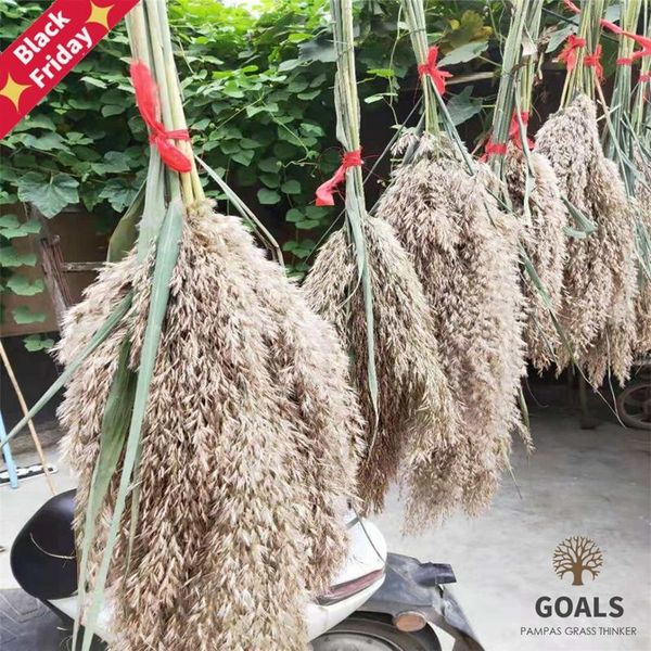 decorative flowers & wreaths 20 pcs wedding use pampas grass bunch natural dried plants reed color for home office year's decor
decorative flowers & wreaths 20 pcs wedding use pampas grass bunch natural dried plants reed color for home office year's decor
