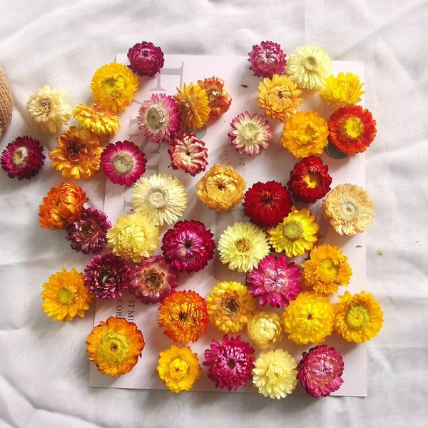 decorative flowers & wreaths 40pcs natural colorful chrysanthemum dried wedding party accessories diy decoration for home
decorative flowers & wreaths 40pcs natural colorful chrysanthemum dried wedding party accessories diy decoration for home