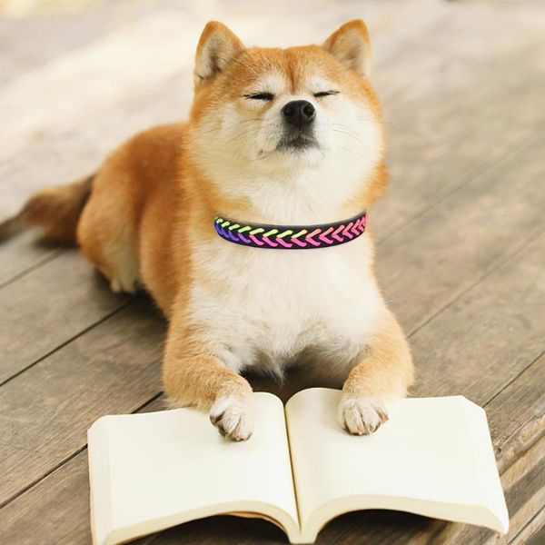 dog collars & leashes 2021 exquisite adjustable colorful rope knitting puppy pet leather woven jewelry fashion pets essential accessories
dog collars & leashes 2021 exquisite adjustable colorful rope knitting puppy pet leather woven jewelry fashion pets essential accessories