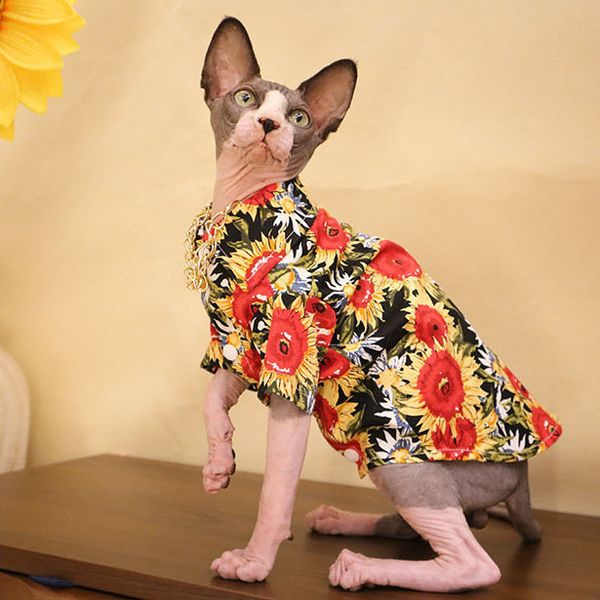 sphinx hairls cat cloth handsome sunflower devon konis shirt coat english short anti hair loss
sphinx hairls cat cloth handsome sunflower devon konis shirt coat english short anti hair loss