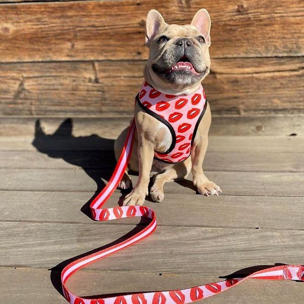 dog collars & leashes pet cat harness red lip printed breathable back pull rope chest traction set for dogs walking tools supplies
dog collars & leashes pet cat harness red lip printed breathable back pull rope chest traction set for dogs walking tools supplies