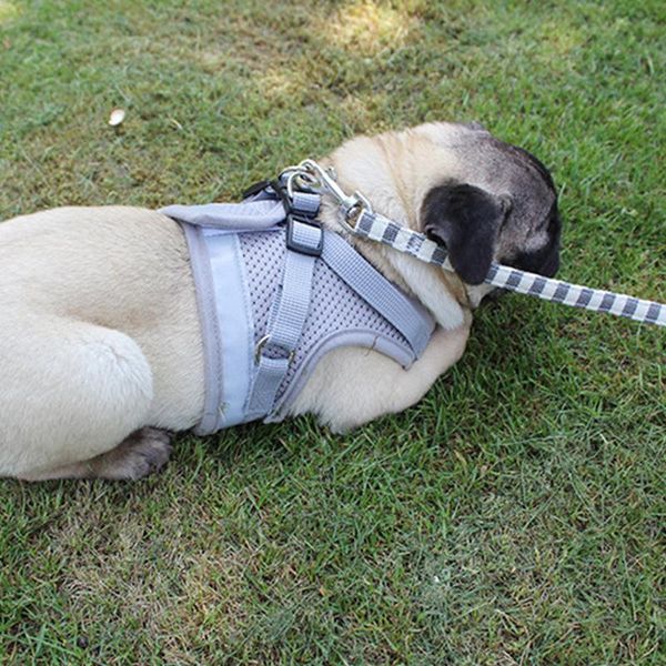 dog collars & leashes cat harness pet adjustable material breathable mesh reflective traction rope vest walking lead leash polyester
dog collars & leashes cat harness pet adjustable material breathable mesh reflective traction rope vest walking lead leash polyester