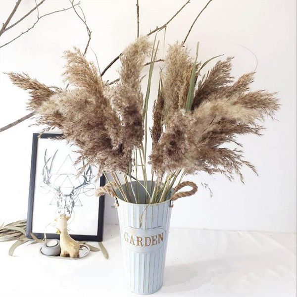 decorative flowers & wreaths 20pcs pampas grass large wedding phragmites real dried reed flower christmas decoration bunch arrangement
decorative flowers & wreaths 20pcs pampas grass large wedding phragmites real dried reed flower christmas decoration bunch arrangement