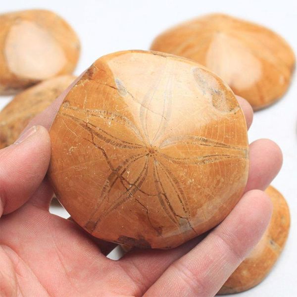 decorative objects & figurines natural polished starfish fossil asteroid stone fossils for decoration wholesale h1k9
decorative objects & figurines natural polished starfish fossil asteroid stone fossils for decoration wholesale h1k9
