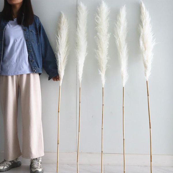 decorative flowers & wreaths 80/140cm pampas grass natural reed wedding dried flower large beige fluffy ceremony valentine's day decora
decorative flowers & wreaths 80/140cm pampas grass natural reed wedding dried flower large beige fluffy ceremony valentine's day decora