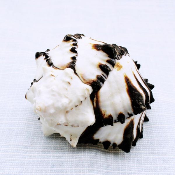 decorations 1pc natural creative aquarium shell decor unique landscape accessories stylish fish tank ornament for home
decorations 1pc natural creative aquarium shell decor unique landscape accessories stylish fish tank ornament for home