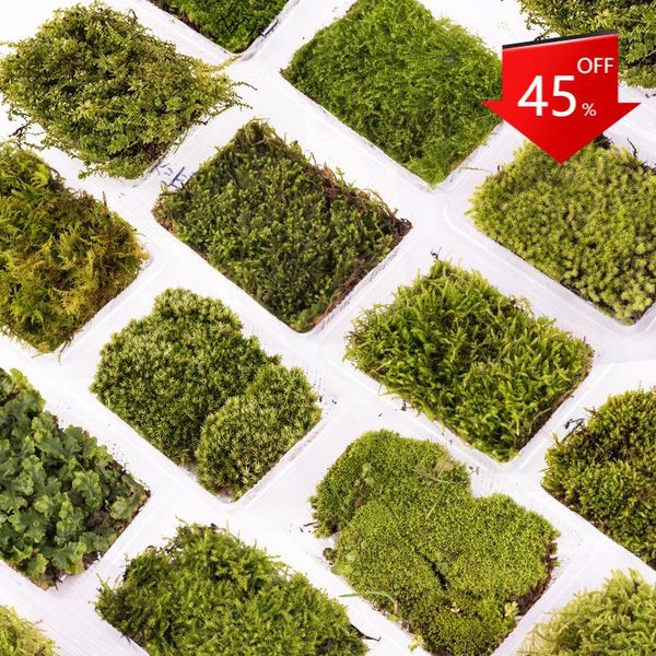 decorative flowers & wreaths moss and bryophyte used in micro landscape potted decoration simulation platform pavement
decorative flowers & wreaths moss and bryophyte used in micro landscape potted decoration simulation platform pavement