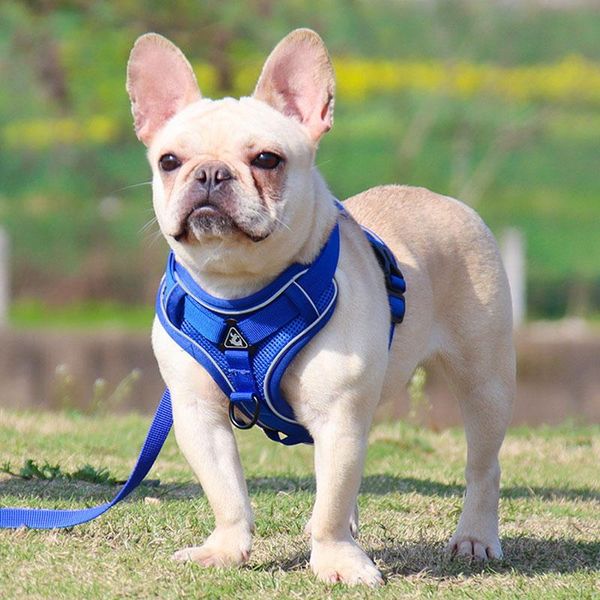 dog collars & leashes adjustable harness with leash set breathable cat small and puppy mesh vest walking lead for medium
dog collars & leashes adjustable harness with leash set breathable cat small and puppy mesh vest walking lead for medium