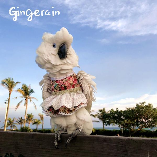 other bird supplies gingerain clothes parrot the nanhai sea girl original hand-made custom hooded sweater
other bird supplies gingerain clothes parrot the nanhai sea girl original hand-made custom hooded sweater