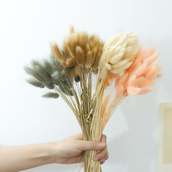 30pcs rabbit tail grass natural dried flowers for home decoration flower arrangement wedding decoration real flower grass props
30pcs rabbit tail grass natural dried flowers for home decoration flower arrangement wedding decoration real flower grass props