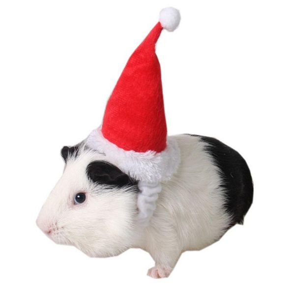 small animals pet santa claus hat hamster guinea pig rats festival costume christmas cap with band dog apparel
small animals pet santa claus hat hamster guinea pig rats festival costume christmas cap with band dog apparel