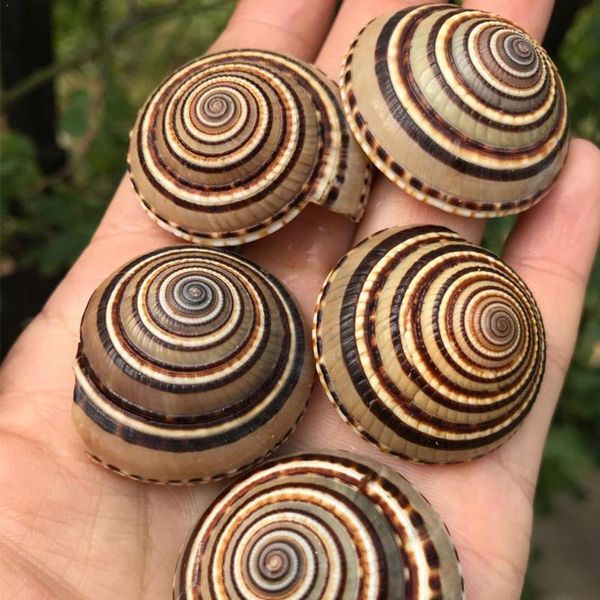 natural shell conch black line wheel snail straw hat decorative crafts tank fish decoration collection gifts aquarium novelty items
natural shell conch black line wheel snail straw hat decorative crafts tank fish decoration collection gifts aquarium novelty items
