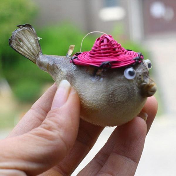 novelty items puffer fish, blowfish, spurfish specimen, with bamboo woven cap, marine life fish skin
novelty items puffer fish, blowfish, spurfish specimen, with bamboo woven cap, marine life fish skin