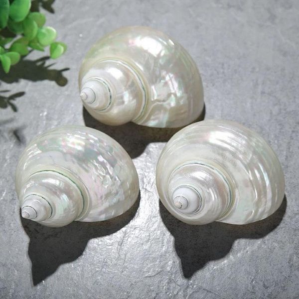 novelty items big white natural conch shell fluorescent headscarf fish hermit crab crustacean tank aquarium landscaping decoration
novelty items big white natural conch shell fluorescent headscarf fish hermit crab crustacean tank aquarium landscaping decoration