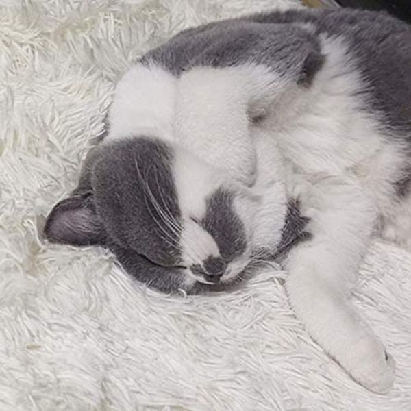 pets sleeping mat dual-use plush fluffy warm mattress cushion pad for dogs cat machine washable fbs889 kennels & pens
pets sleeping mat dual-use plush fluffy warm mattress cushion pad for dogs cat machine washable fbs889 kennels & pens