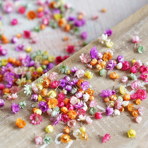 decorative flowers & wreaths real dried brazil little star flower diy art craft epoxy resin candle making jewellery wedding decoration party
decorative flowers & wreaths real dried brazil little star flower diy art craft epoxy resin candle making jewellery wedding decoration party