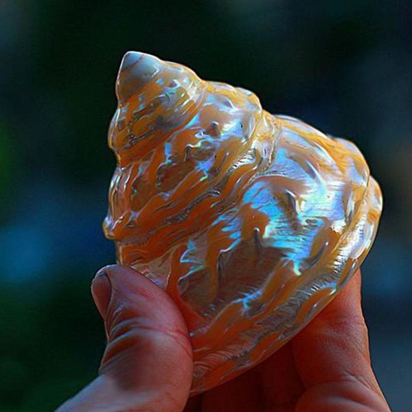 novelty items 8-9cm orange natural fluorescent pearl tower snail aquarium fish tank landscaping ornament sea cockle shell conch coral decor
novelty items 8-9cm orange natural fluorescent pearl tower snail aquarium fish tank landscaping ornament sea cockle shell conch coral decor