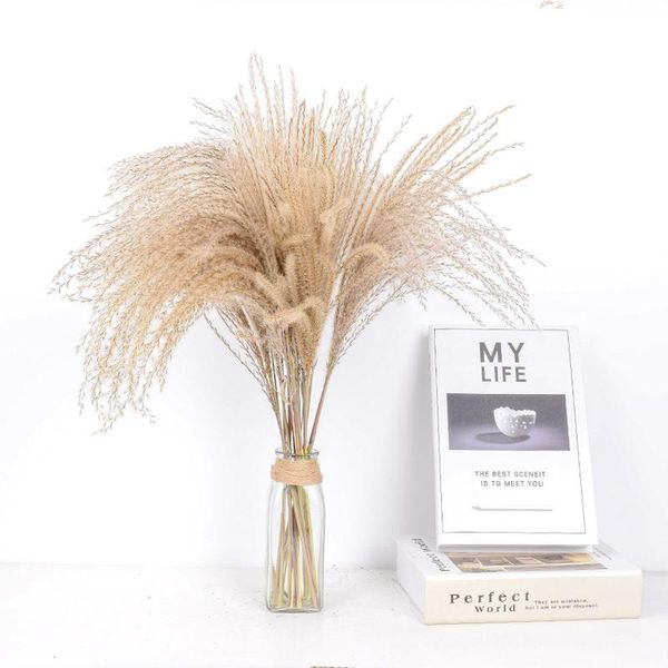decorative flowers & wreaths 15pcs real dried small pampas grass decor wedding bunch natural plants home phragmites flower ornamental
decorative flowers & wreaths 15pcs real dried small pampas grass decor wedding bunch natural plants home phragmites flower ornamental