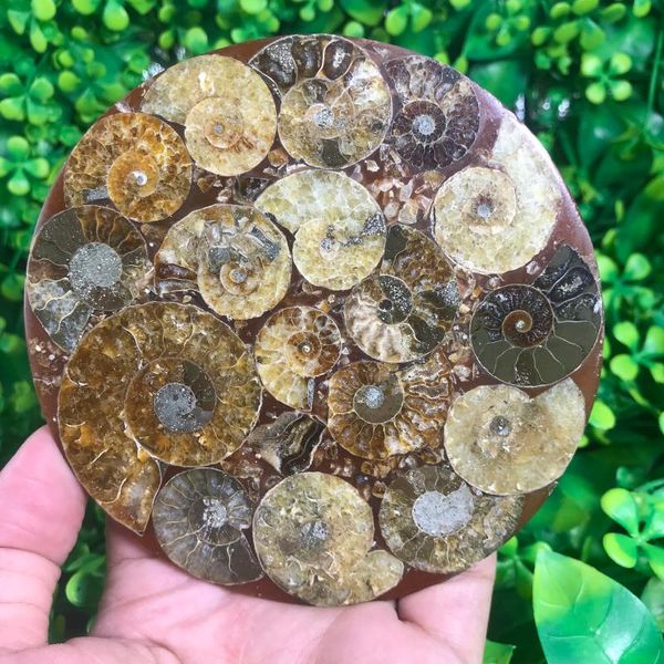 decorative objects & figurines natural nautilus alaska fossil spice energy reiki stone room office home aquarium decoration 109-112mm gift b
decorative objects & figurines natural nautilus alaska fossil spice energy reiki stone room office home aquarium decoration 109-112mm gift b