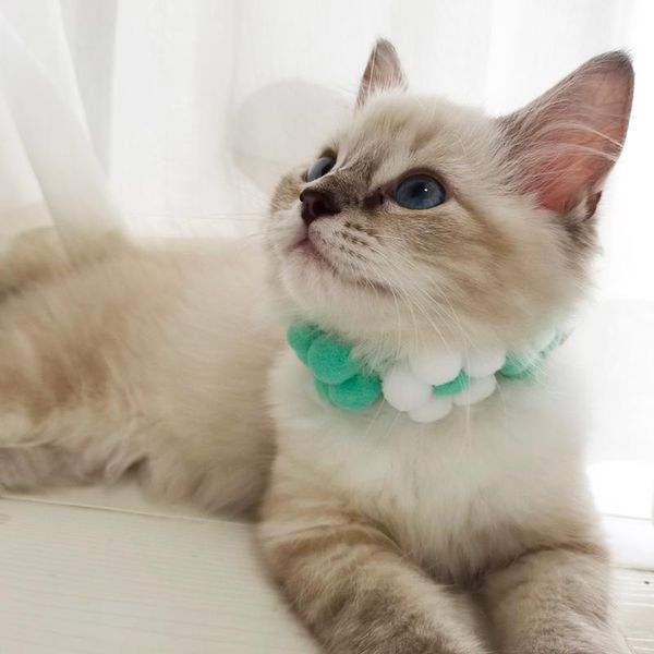 cat costumes engraved handmade choker sweet colorful dog kitten scarf customized accessories neckerchief pet items poodle
cat costumes engraved handmade choker sweet colorful dog kitten scarf customized accessories neckerchief pet items poodle