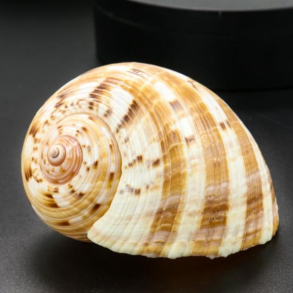 novelty items natural spotted tun shell hermit crab replacement fish tank aquarium landscaping decor diy wedding scene layout po prop
novelty items natural spotted tun shell hermit crab replacement fish tank aquarium landscaping decor diy wedding scene layout po prop
