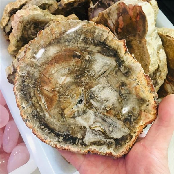 decorative objects & figurines 400-800g natural polished wood fossil slab rough stone slice specimen
decorative objects & figurines 400-800g natural polished wood fossil slab rough stone slice specimen