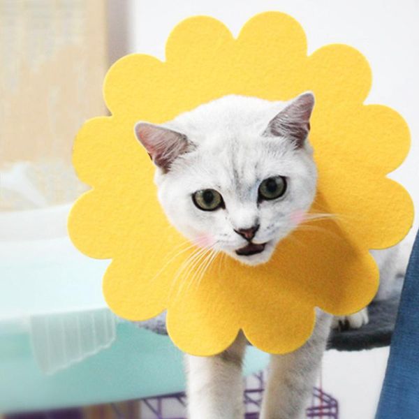 dog apparel pet recovery collar sunflower shape protective cat puppy collars pets for kitten
dog apparel pet recovery collar sunflower shape protective cat puppy collars pets for kitten